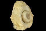 Jurassic Ammonite (Stephanoceras) Fossil - England #171244-2